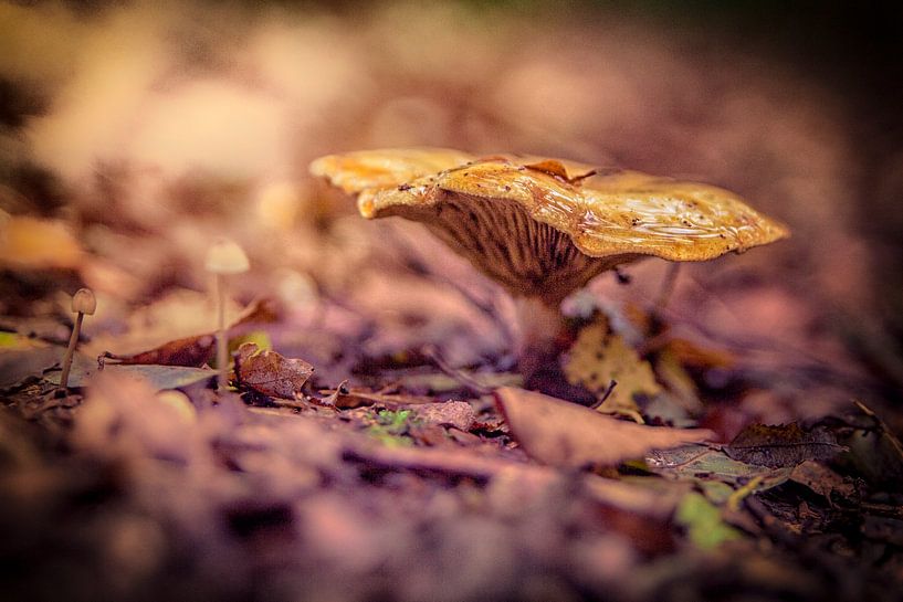 champignons par Freddy Hoevers