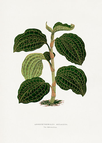 Groene Anoechtochilus setaceus – illustratie van een blad