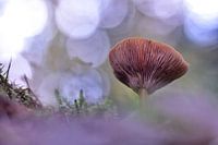Champignon avec bokeh