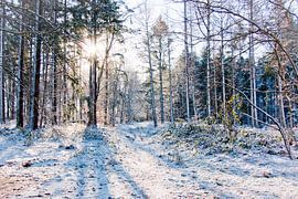 Forest in Drenthe on a winter's day with sunshine by Laura