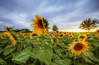 Zonnebloemen van Steffen Gierok thumbnail