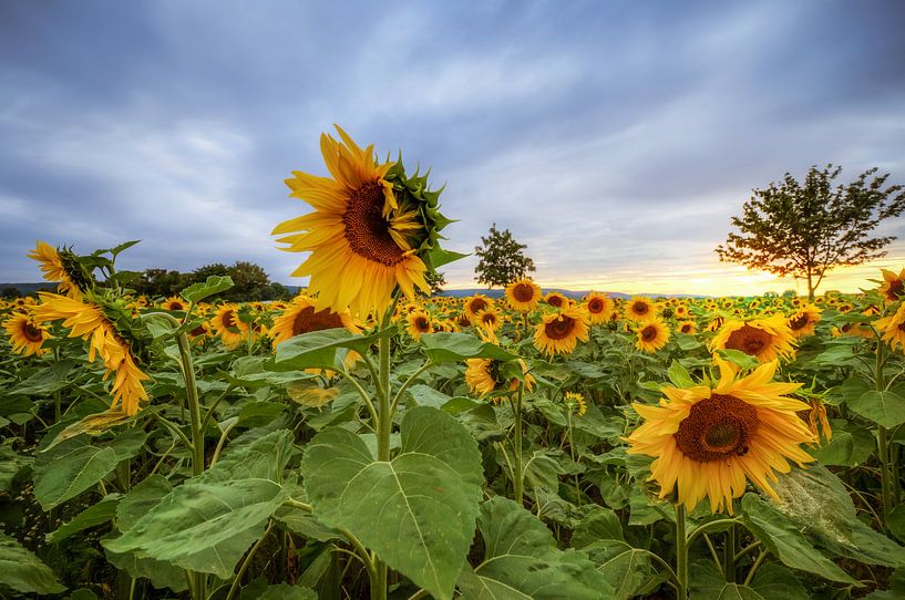 Zonnebloemen van Steffen Gierok