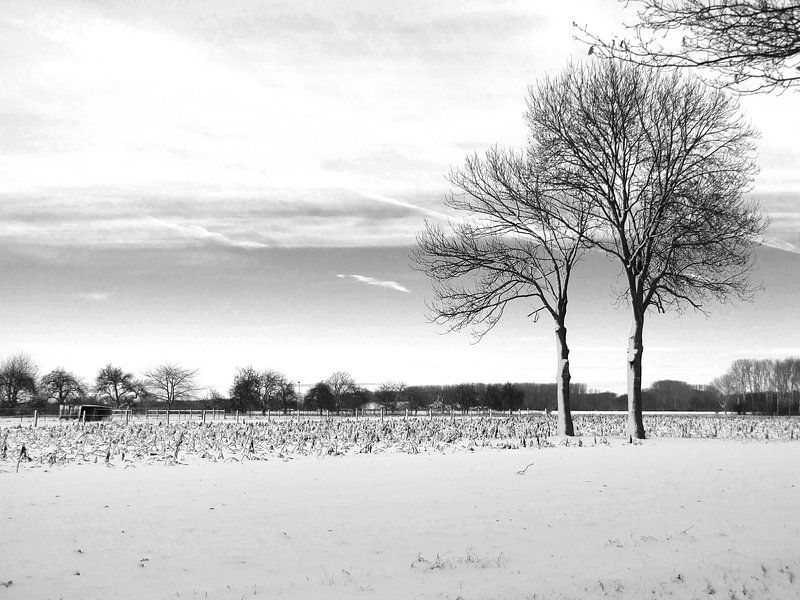 Bomen in winterlandschap van Sanne Custers