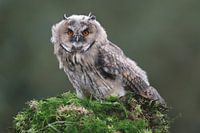 Waldohreule (Asio otus)