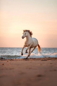 Paard in galop op het strand | Zonsondergang van Madinja Groenenberg