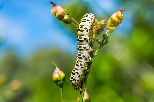 Swallowtail caterpillar on branch with buds against blurry background