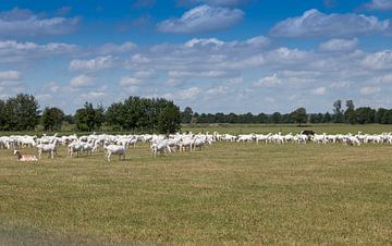 geiten grazen op een grasveld bij een geitenboerderij van ChrisWillemsen