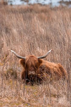 Scottish highlander in the grass