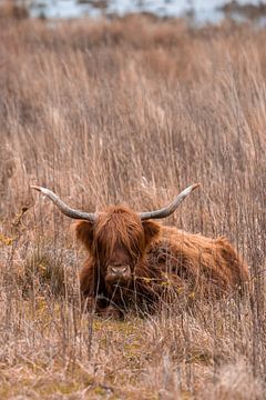 Scottish highlander in the grass by 