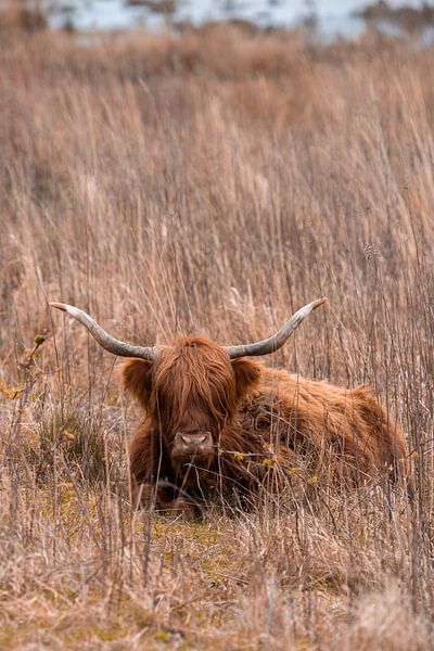 Scottish highlander in the grass by Lopen in de natuur