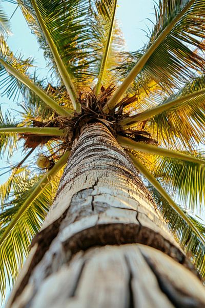 Palme von unten von Poster Art Shop