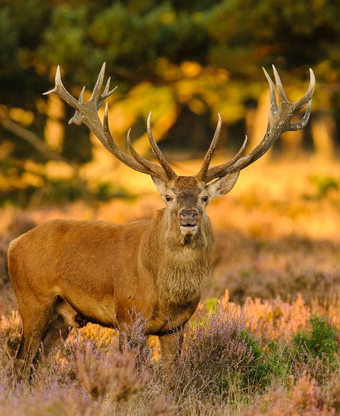 Cerf d'or par Robert van Brug