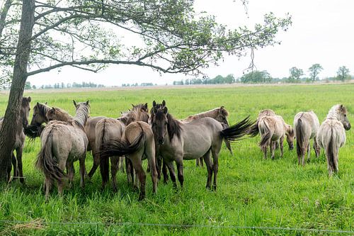 Chevaux Konik de Pologne sur Richard Wareham