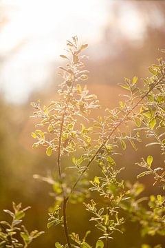 Natur mit Sonnenlicht von Isa Dolk