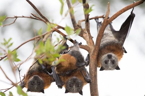 Vleermuizen drie op een rij