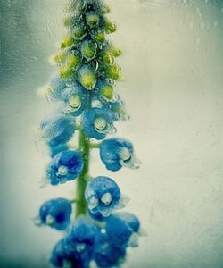 Fragile Schönheit hinter Drops