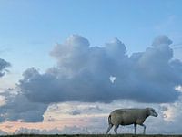 Sheep on the dike