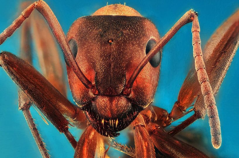 Rotholz-Hymne von Rob Smit