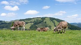 Les vaches de l'Allgäu en Bavière - Des vaches en liberté sur les montagnes verdoyantes