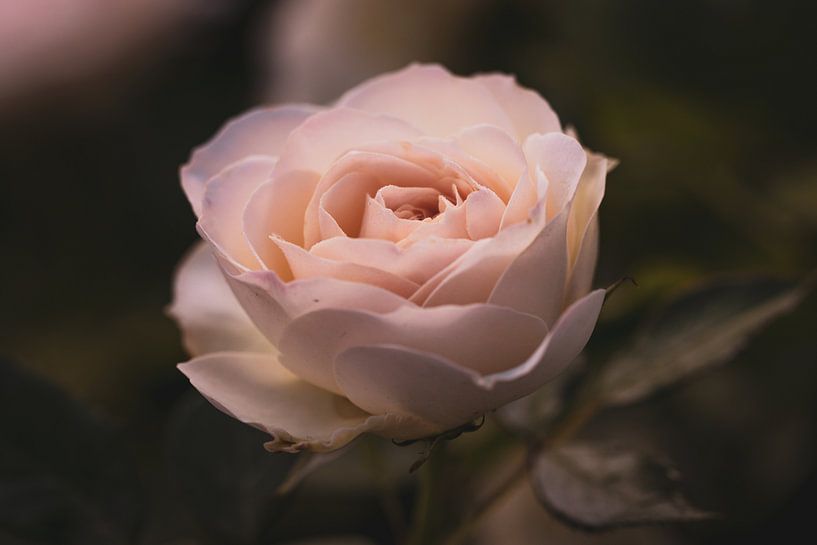 Fière rose par Lillypix Art