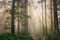 Dreamy forest lane