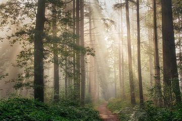 Dreamy forest lane van Danielle de Graaf