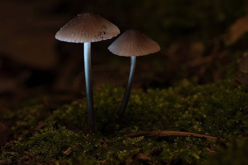 Delicate paddenstoelen filigraan op de bosgrond van Martin Köbsch