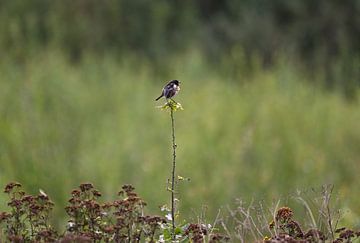 stonechat