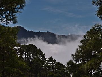 Nevelwoud, Gran Canaria van Timon Schneider