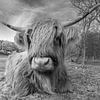 Highland cow by Menno Schaefer