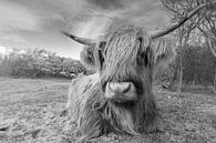 Le Highlander écossais en noir et blanc par Menno Schaefer Aperçu