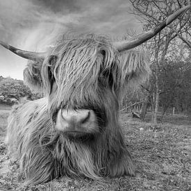 Highland cow by Menno Schaefer