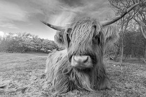 Le Highlander écossais en noir et blanc sur Menno Schaefer