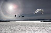 Sea, sun and birds by Gerard Wielenga thumbnail