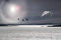 Sea, sun and birds