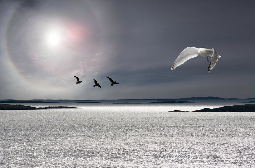 Sea, sun and birds by Gerard Wielenga
