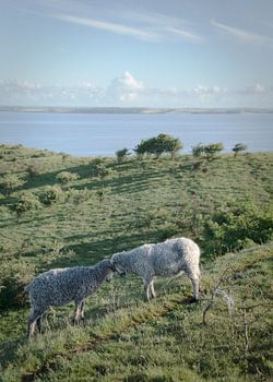 „Young Tups“ – „' “ – Morgengymnastik