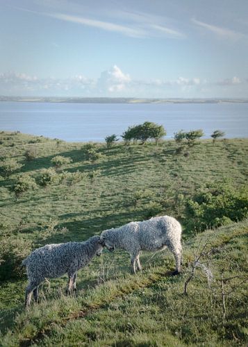 „Young Tups“ – „' “ – Morgengymnastik
