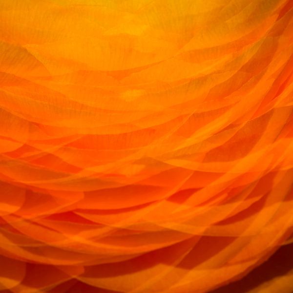Orange 1 von Jose Gieskes