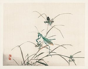 Sprinkhaan Japanse illustratie Kōno Bairei (1844-1895). van Studio POPPY