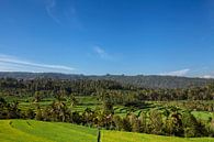 Panorama van mooi terrasvormig rijstveld op Bali Indonesië van Tjeerd Kruse thumbnail
