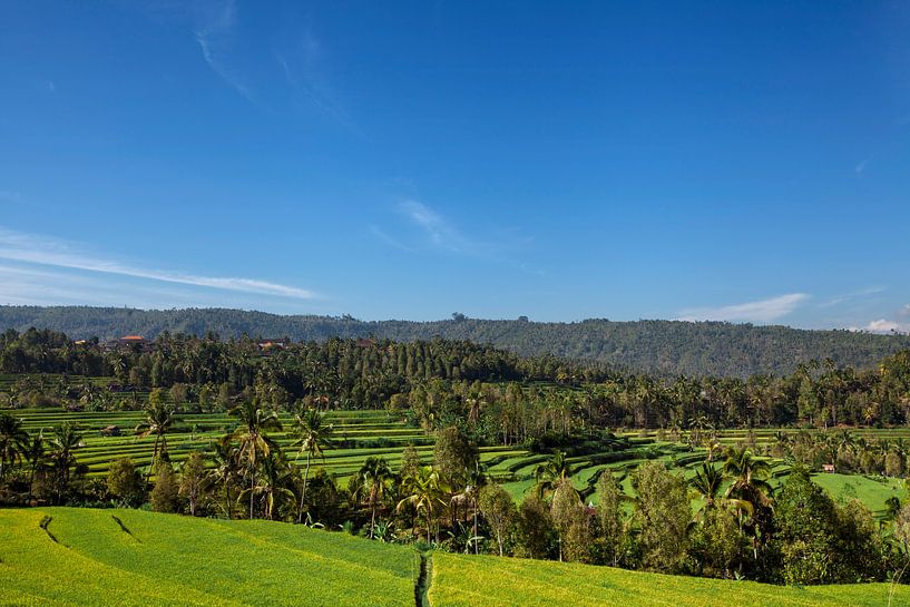 Panorama van mooi terrasvormig rijstveld op Bali Indonesië van Tjeerd Kruse