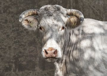 Portrait d'un taureau blanc sur Willy Sengers