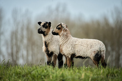 Le printemps le long de l'IJssel