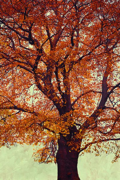 Blutbuche im Herbstlaub von Dirk Wüstenhagen