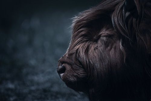 Moody Scottish Highlander