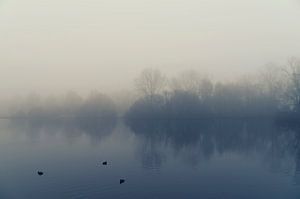 Misty morning