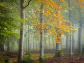 The beginning of autumn by Arjen Noord thumbnail