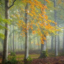 The beginning of autumn by Arjen Noord