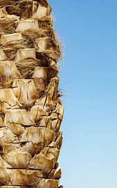 Sommerzeit von Lucas With Pedersen